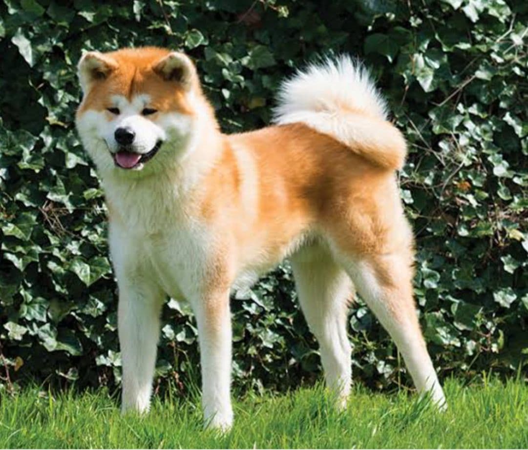 Akita puppy for sale in Delhi NCR