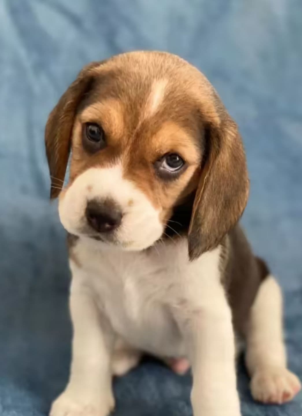 Beagle puppy for sale in Delhi NCR