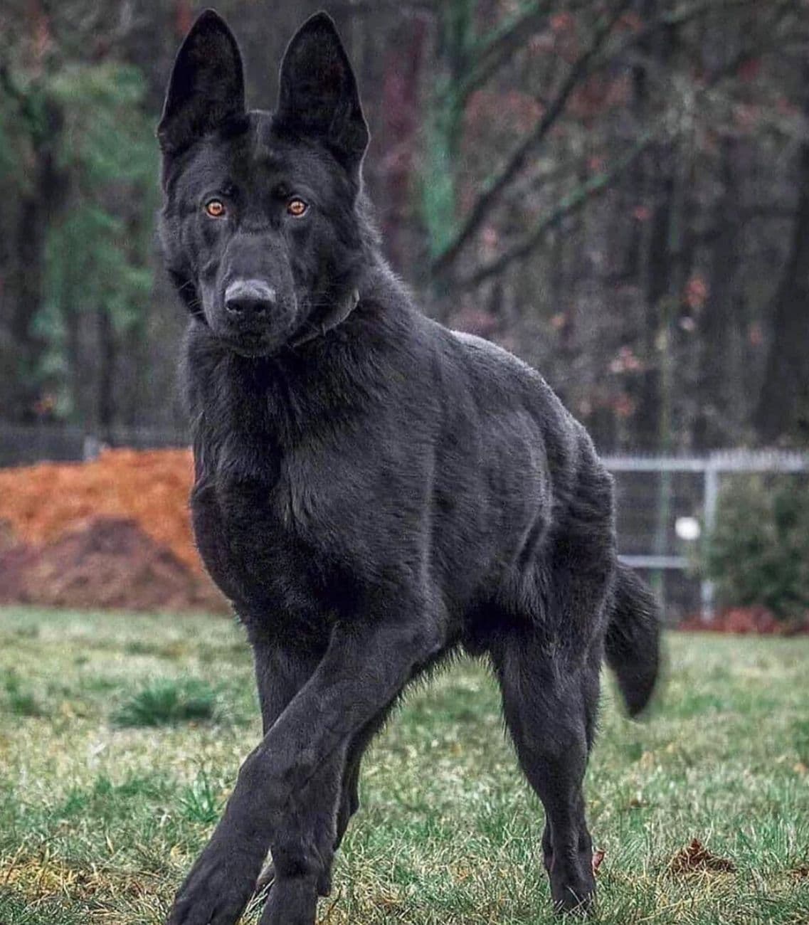 Black German Shepherd puppy for sale in Delhi NCR