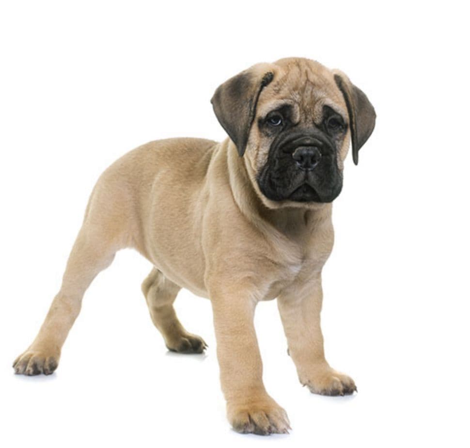Bullmastiff puppy for sale in Delhi NCR