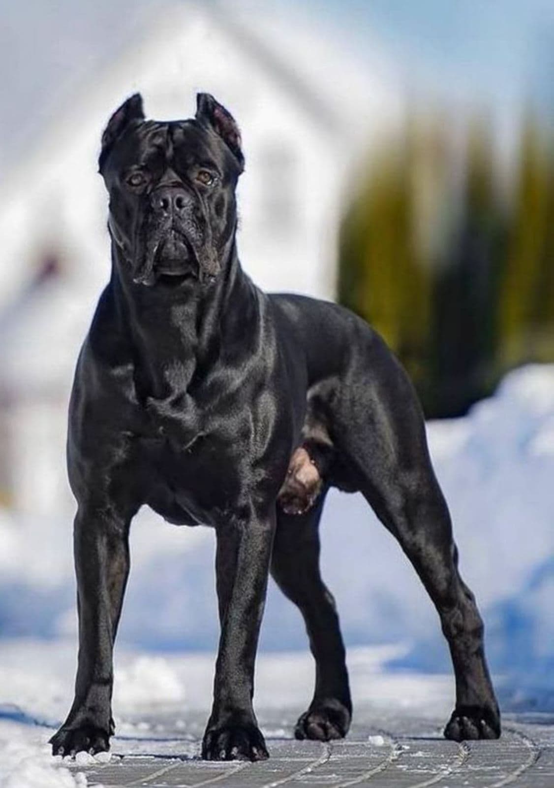 Cane Corso puppy for sale in Delhi NCR
