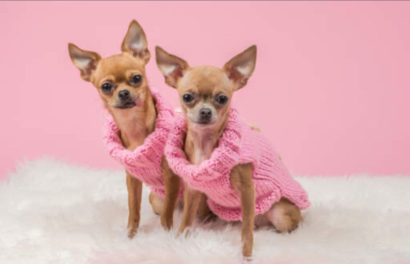 Chihuahua puppy for sale in Delhi NCR