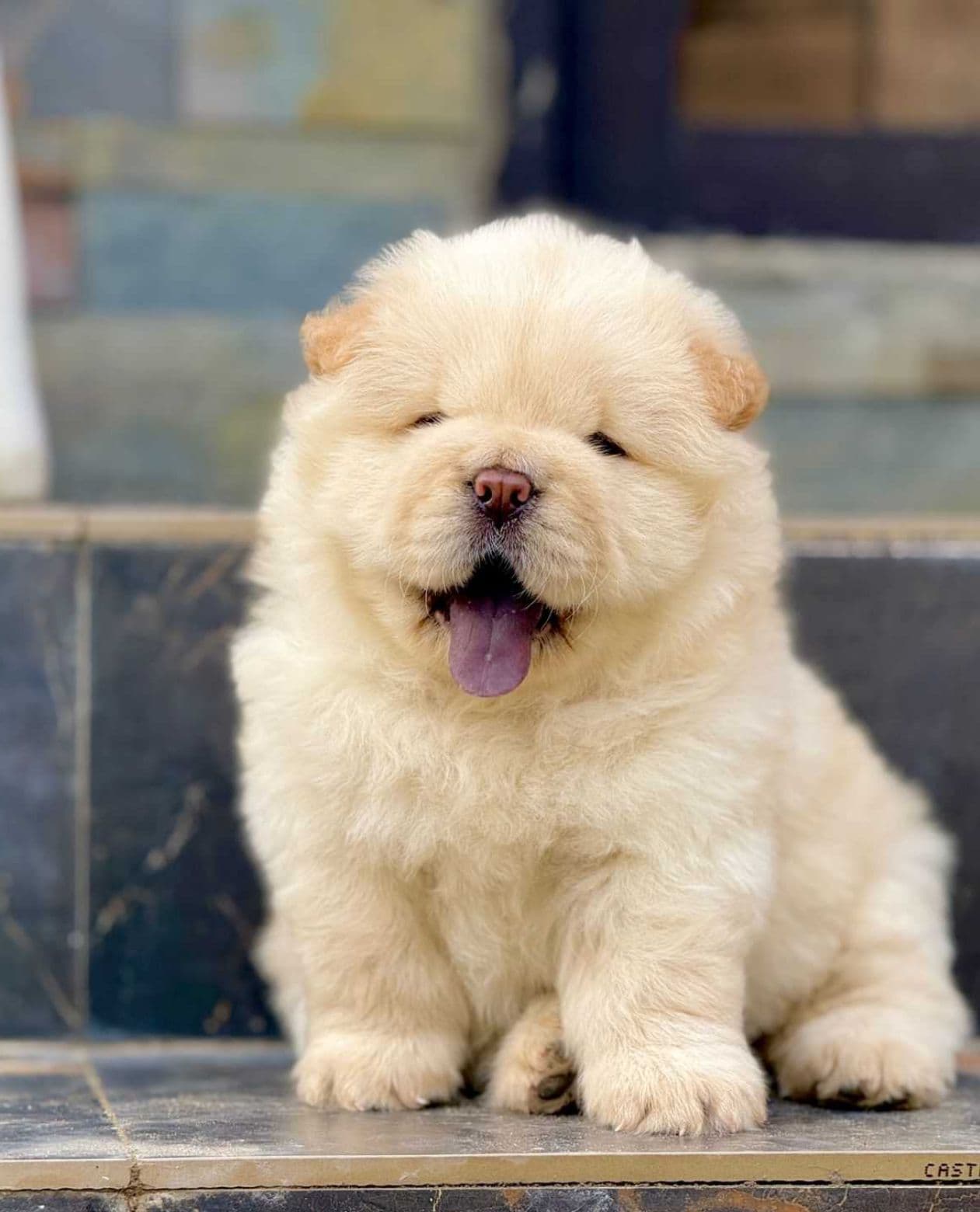 Chow Chow puppy for sale in Delhi NCR