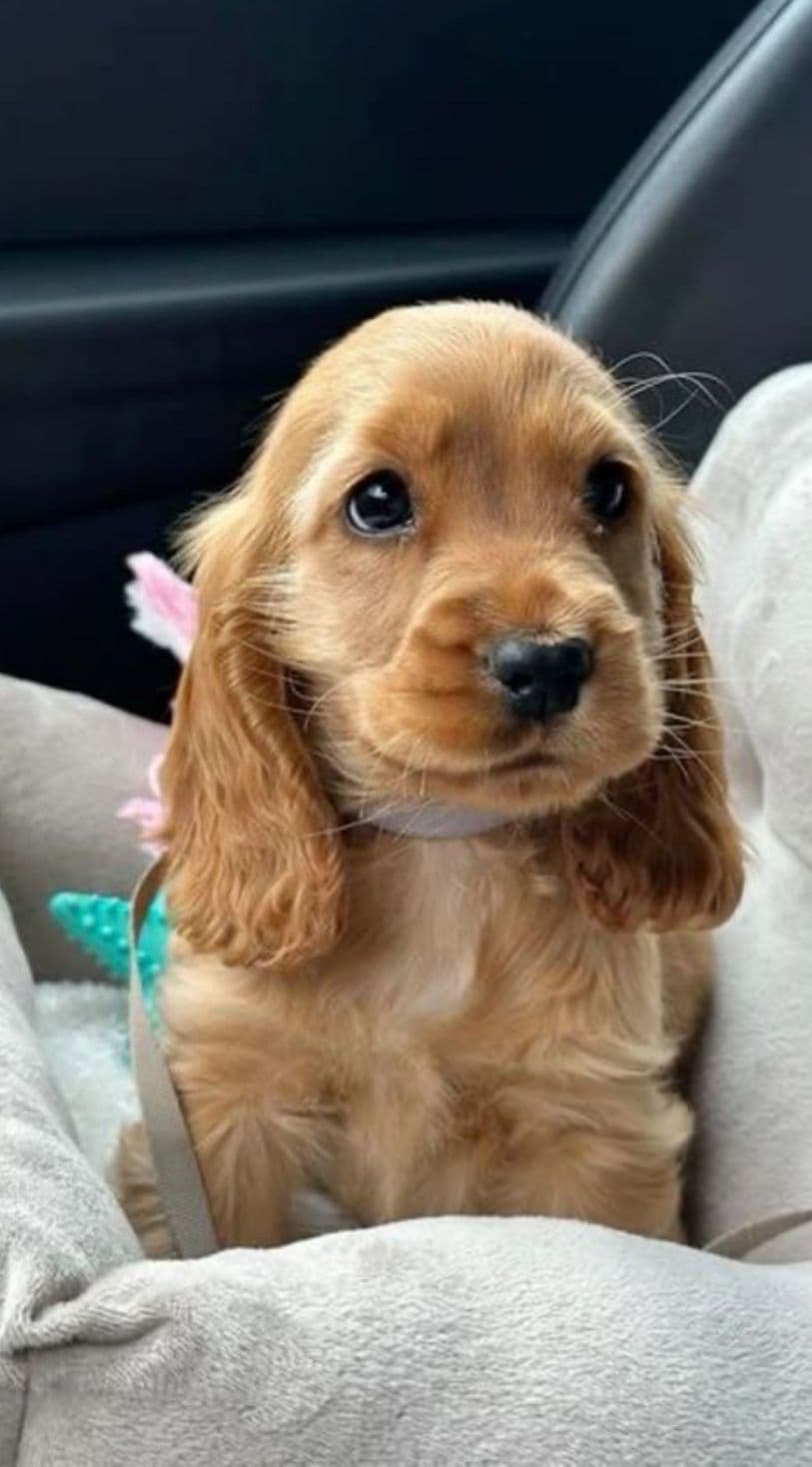 Cocker Spaniel puppy for sale in Delhi NCR
