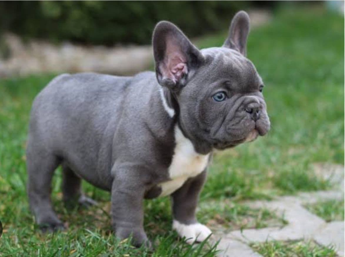 French Bulldog puppy for sale in Delhi NCR