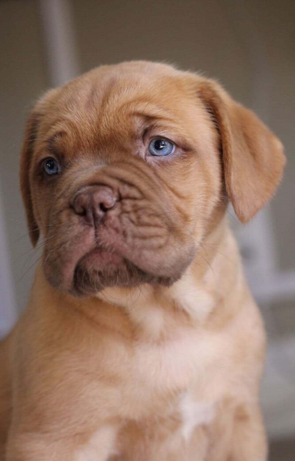 French Mastiff puppy for sale in Delhi NCR