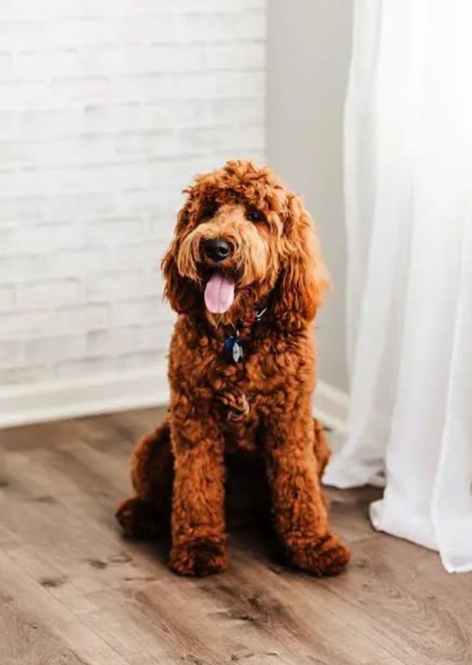 Goldendoodle puppy for sale in Delhi NCR
