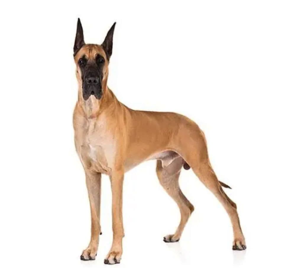 Great Dane puppy for sale in Delhi NCR