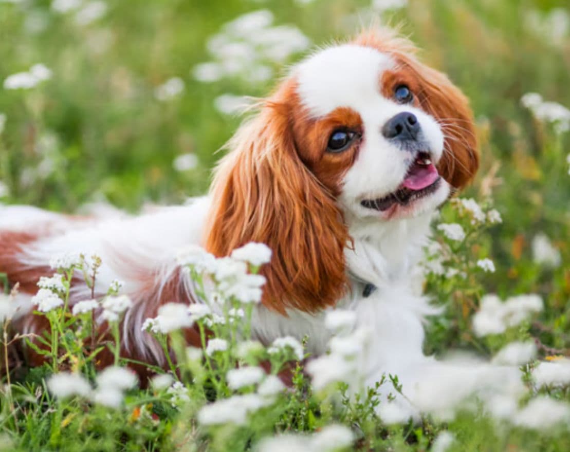 King Charles Cavalier puppy for sale in Delhi NCR