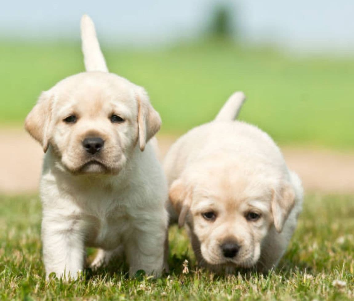 Labrador Retriever puppy for sale in Delhi NCR