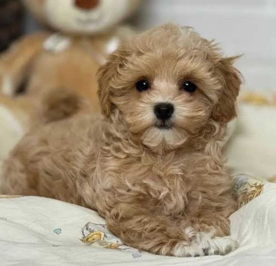 Maltipoo puppy for sale in Delhi NCR
