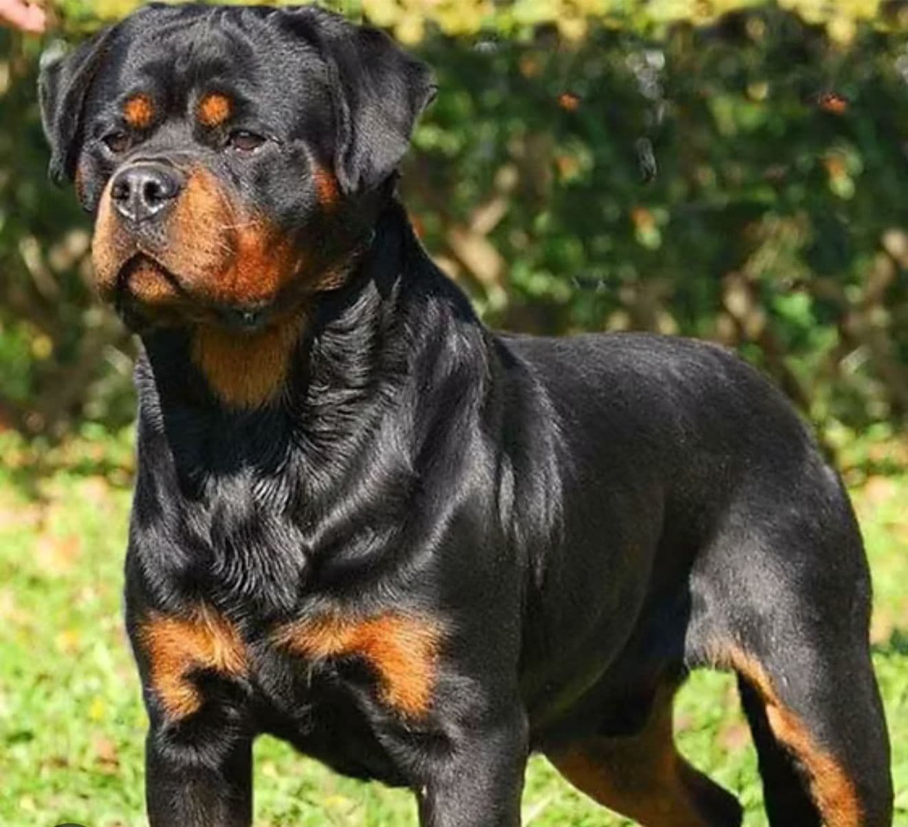 Rottweiler puppy for sale in Delhi NCR