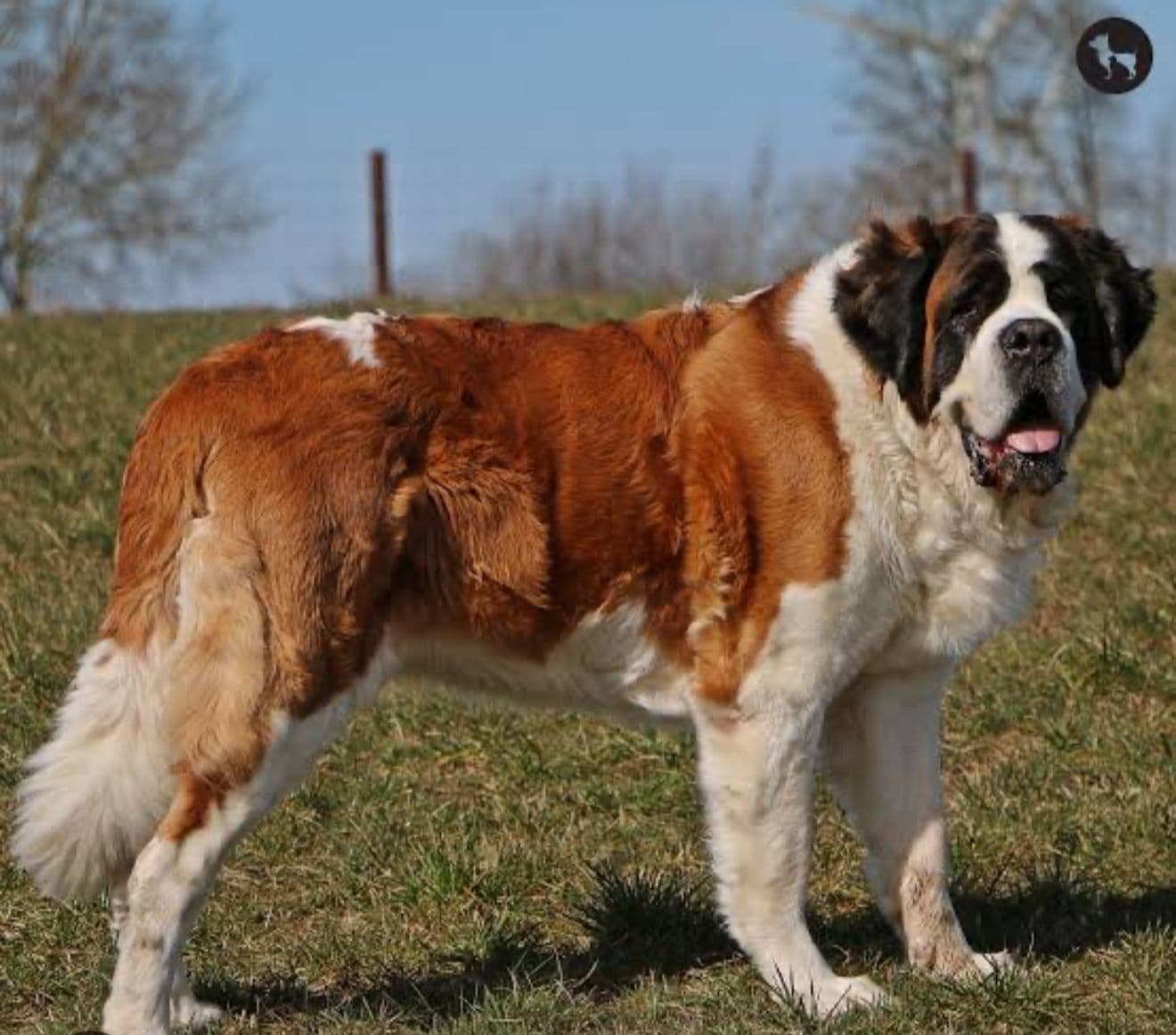 Saint Bernard puppy for sale in Delhi NCR