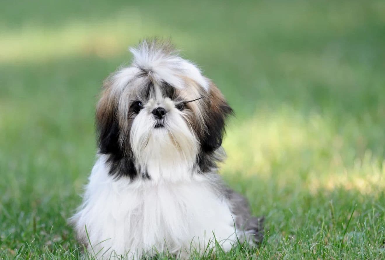 Shih Tzu puppy for sale in Delhi NCR