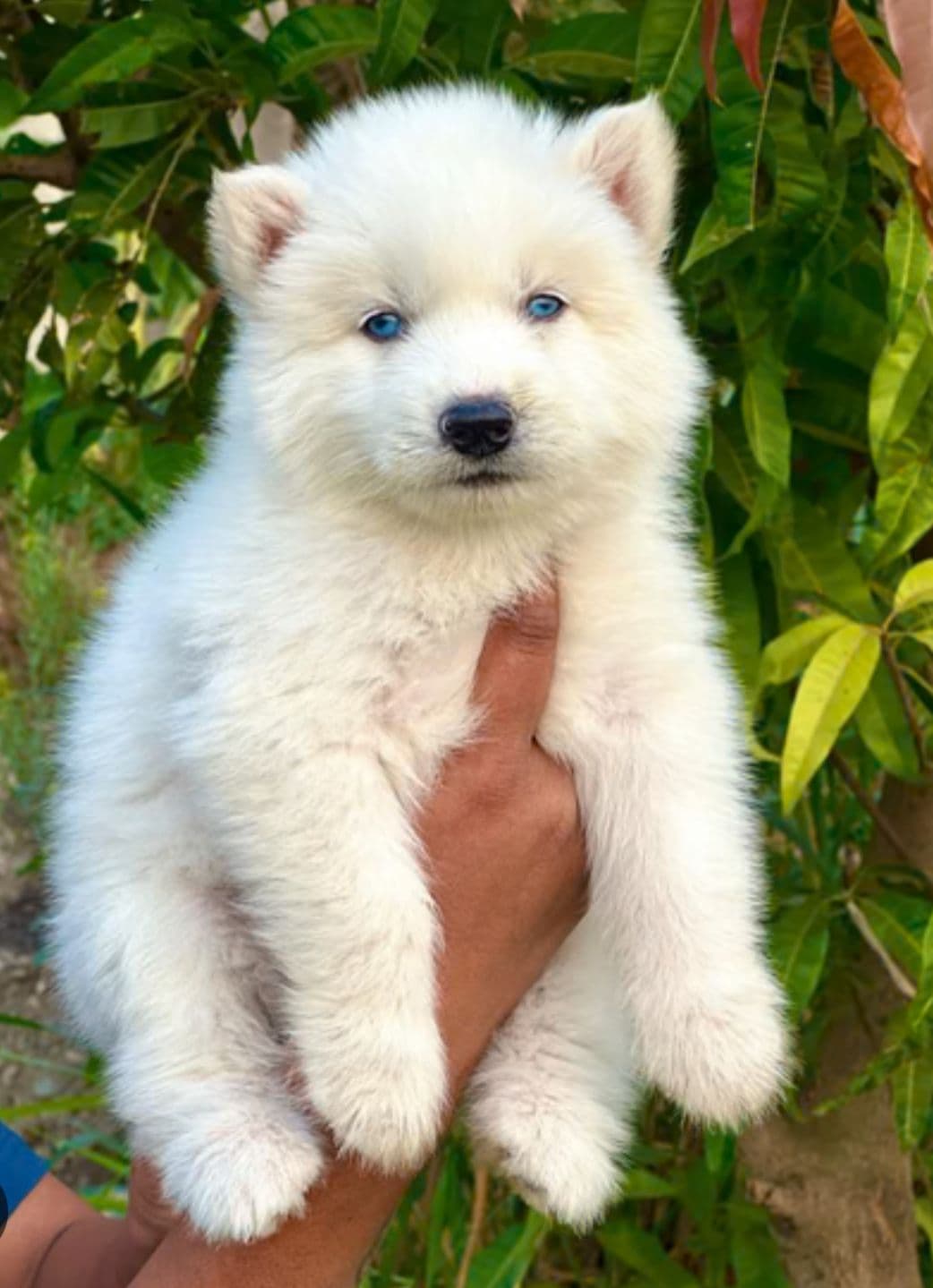 Siberian Husky puppy for sale in Delhi NCR